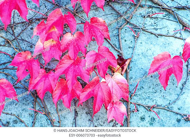 autumnal painted leaves