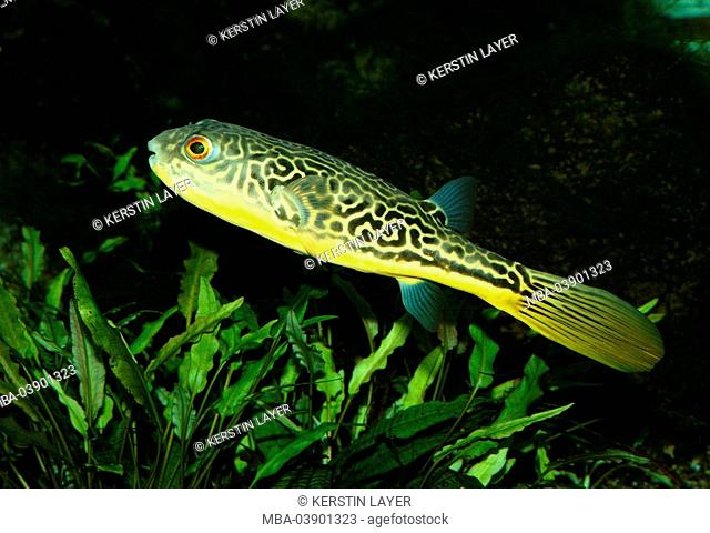 Carpet-ball-fish, Tetraodon mbu, at the side, underwater-reception, animal, fish, ball-fish, hedgehog-fish, yellow-ringlet-ball-fish, gold-ringlet-ball-fish