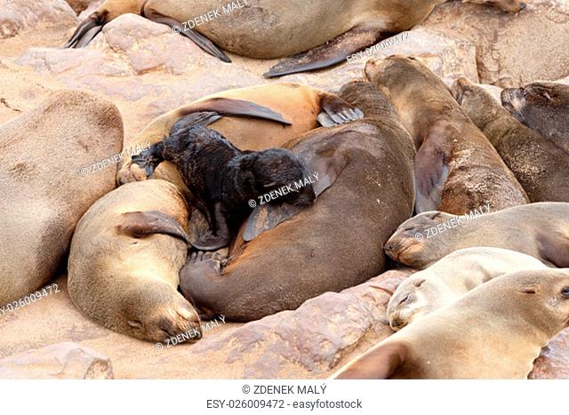 Small sea lion (Brown fur seal - Arctocephalus pusillus) in Cape Cross, Namibia