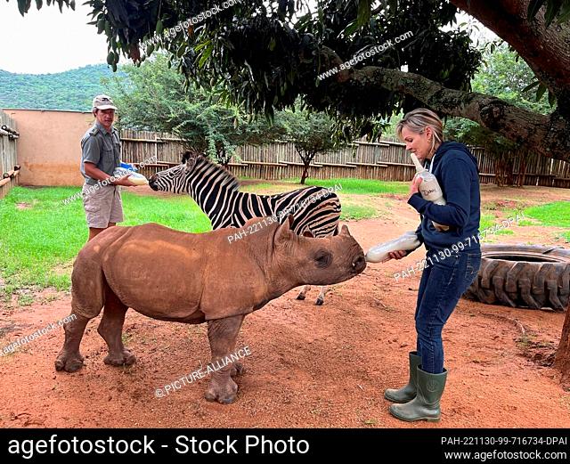 23 November 2022, South Africa, Mbombela: Baby zebra Modjadji and baby rhino Daisy always drink their milk together and are fed by animal keeper Blake Beukes...