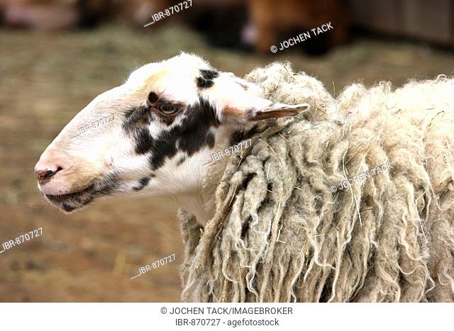 Bentheimer Domestic Sheep (Ovis ammon f. aries), livestock