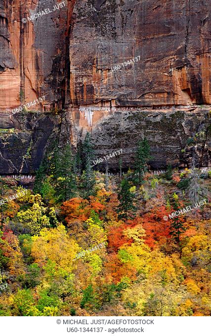 The fall colors have arrived at Zion Canyon at Zion National Park