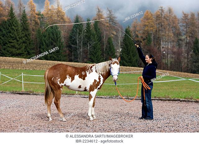 Woman swinging stick over relaxed horse during exercising, filly, Sorrel Overo, North Tyrol, Austria, Europe