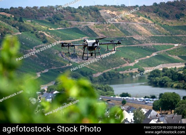 29 July 2022, Rhineland-Palatinate, Klüsserath: A drone spraying tonic hovers above a vineyard on a steep slope. Drone technology offers many opportunities for...
