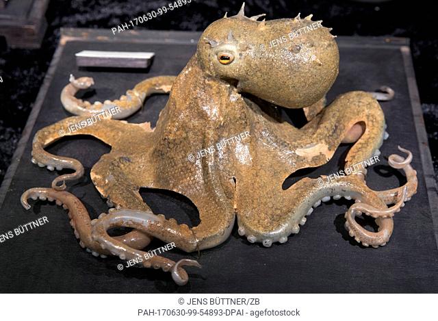The replica of a common octopus can be seen at the special exhibition 'Glaeserne Geschoepfe des Meeres' (lit. 'Glass Creatures of the Sea') at the zoo in...