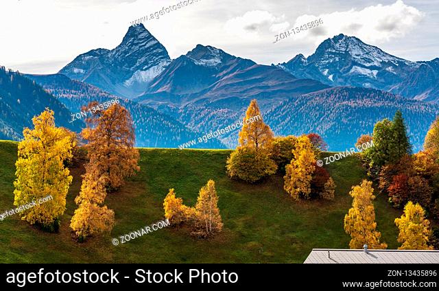 Autumn in Davos Grisons Switzerland Europe, yellow coloured trees