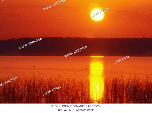 Ontario wetland scenic. Lake Mindemoya with reed bed at sunrise. Manitoulin Island. Ontario. Canada