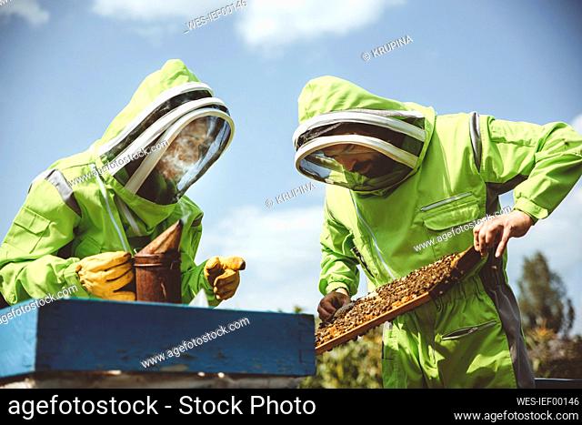 Beekeepers together examining beehive at apiary on sunny day