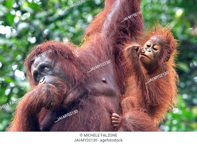 Bornean Orang-Utan Pongo Pygmaeus, Semenggoh Wildlife Rehabilitation Centre, Sarawak, Malaysian Borneo, Malaysia