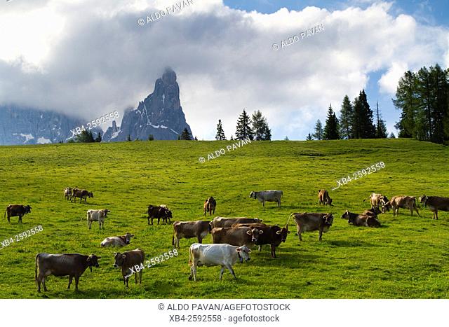 Cows grazing, Rolle Pass, Siror, Italy
