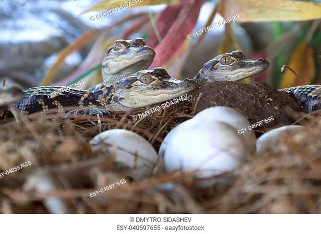 Alligator hatchlings emerge. Newborn alligator near the egg laying in the nest. Little baby crocodiles are hatching from eggs