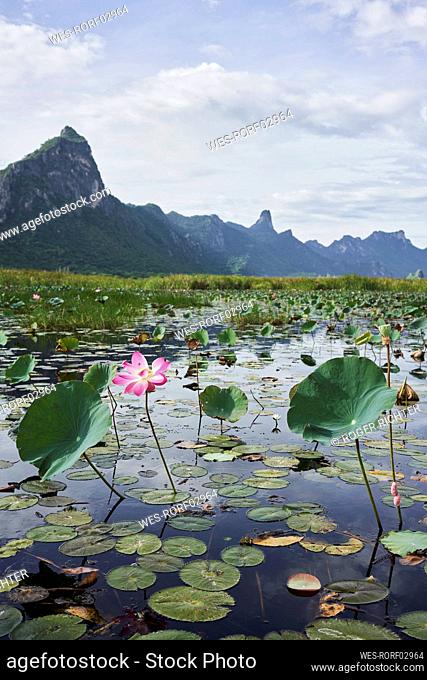 Pink lotus flower among green leaves