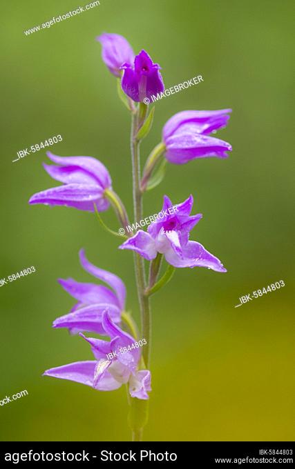 Cephalanthera (Cephalanthera ), flowers of an orchid, Leutratal, Jena, Thuringia, Germany, Europe