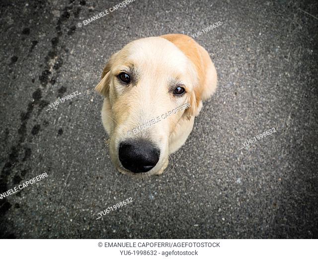 Portrait of the dog breed golden retriever