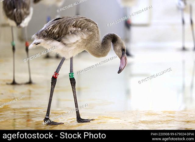 08 September 2022, North Rhine-Westphalia, Cologne: A Cuban flamingo cub stands at Cologne Zoo. A few weeks ago, eight young animals hatched in the Cuba...