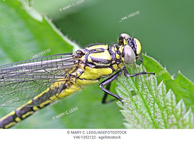 Newly emerged Common Clubtail from exuvia  Upper body  Clings to nettle leaf  Wings extended but draining  Water droplets can be seen in wing cells  Body is the...