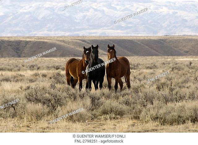 Mustang horses standing in field, Wyoming, USA