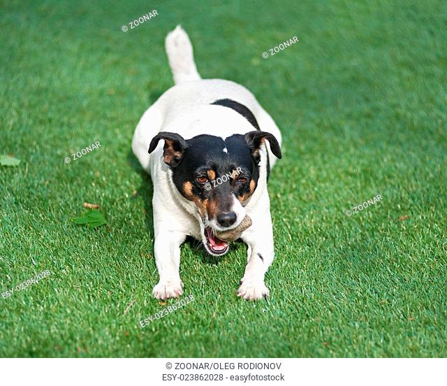 Jack Russell Terrier dog on nature background