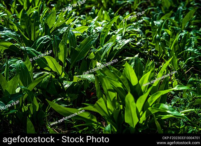 The wild Allium ursinum (known as Bear's Garlic, ramsons, buckrams, wild garlic, broad-leaved garlic, wood garlic) flowering in the Chateau park Veseli nad...