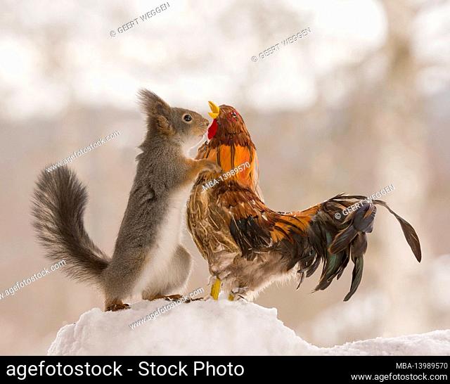 red squirrel is holding a rooster in snow