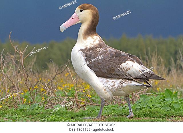 Hawaï , Midway , Sand Island , Short-tailed Albatross or Steller's Albatross  Phoebastria albatrus  , immature