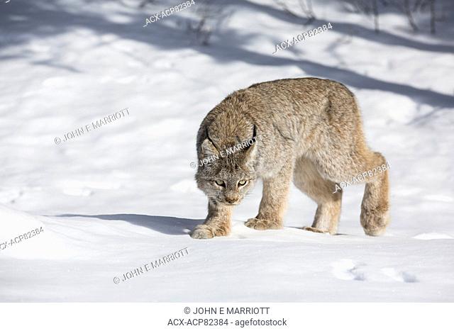 Wild lynx hunting snowshoe hare