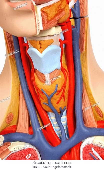 Model of the intern anatomy of the neck of an adult human body, face on. In the left half of the head is shown the intern structure of the chin: salivary glands...
