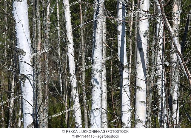 Young Spring Birches