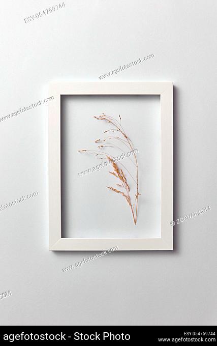 Natural eco frame with dry plant branch on a light gray background. Place for text. Top view. Organic postcard