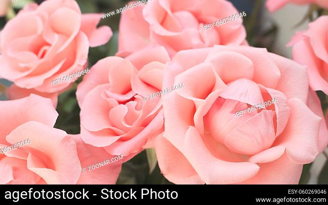 Horizontal macro photo of perfect light pink roses in full bloom. Lovely shade of light pink