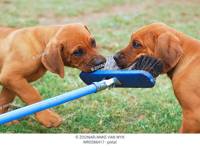 Puppies playing with broom