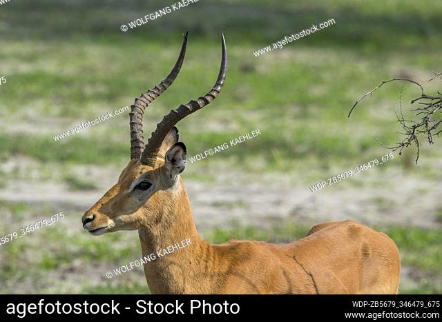 Close-up of an Impala (Aepyceros melampus) male standing on the floodplain in the Gomoti Plains area, a community run concession
