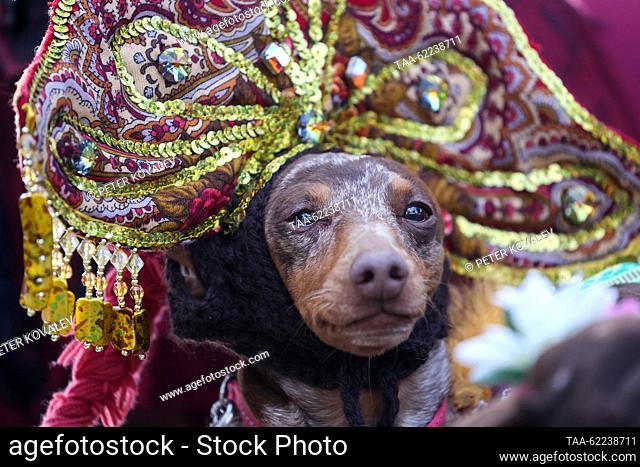 RUSSIA, ST PETERSBURG - 16 de septiembre de 2023: Un perro lleva un vestido elegante durante el desfile de Dachshund 2023 en Skipper Garden