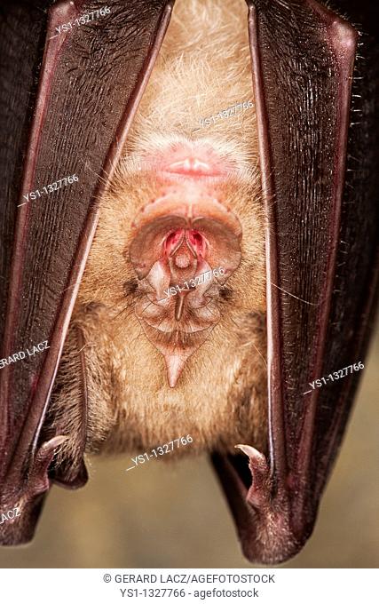 GREATER HORSESHOE BAT rhinolophus ferrumequinum, CLOSE-UP OF HEAD, ADULT HIBERNATING IN A CAVE, NORMANDY IN FRANCE