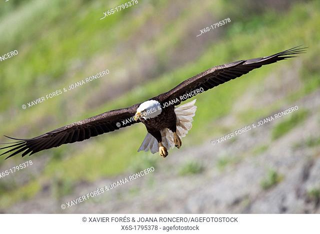Bald eagle, - Haliaeetus leucocephalus -, Ninilchik, Kenai Peninsula, Alaska, U S A