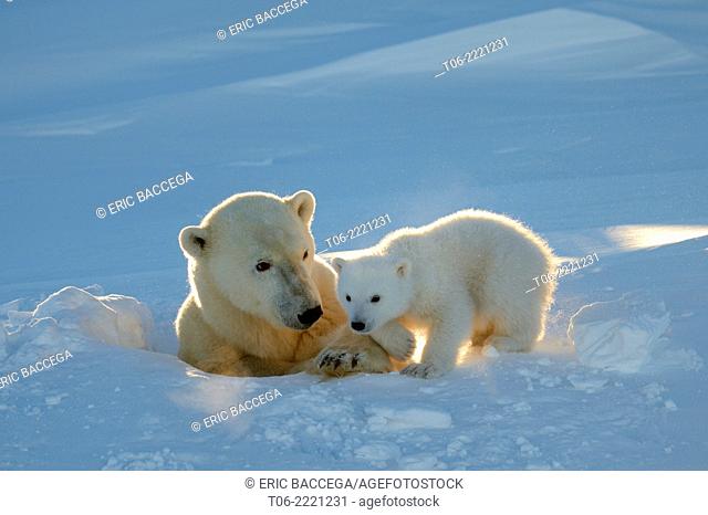 Polar bear (Ursus maritimus) female coming out the den with one three month cub in march. Wapusk National Park, Churchill, Manitoba, Canada