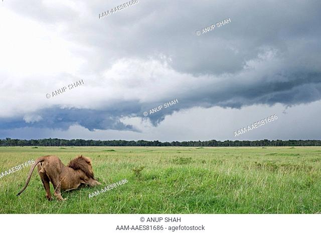 Lion male stretching against a backdrop of an approaching rainstorm (Panthera leo). Maasai Mara National Reserve, Kenya. Mar 2010