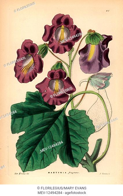 Devil's claw, Proboscidea fragrans (Fragrant martynia, Martynia fragrans). Handcoloured copperplate engraving by G. Barclay after Miss Sarah Drake from John...