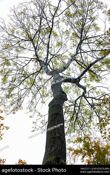 PRODUCTION - 01 November 2023, Schleswig-Holstein, Reinfeld In Holstein: An ash tree stands in a deciduous forest. Ash trees are coveted and ecologically...