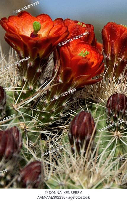 Claret Cup Cactus (Echinocereus triglochidiatus) Saguache County, Colorado, USA, May 2009