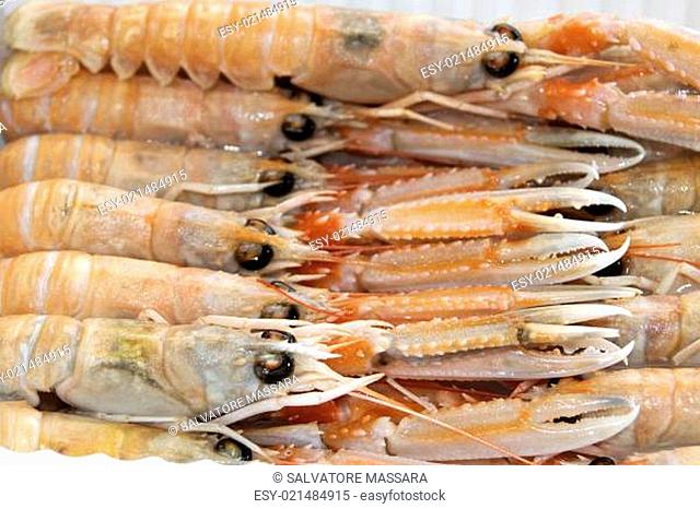scampi of the mediterranean sea just fished