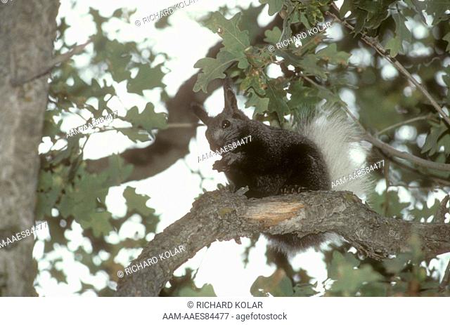 Kaibab squirrel (Sciurus aberti kaibabensis) North Rim, Grand Canyon