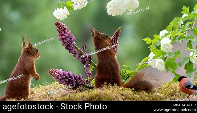 red squirrels standing with lupines and snowball bush