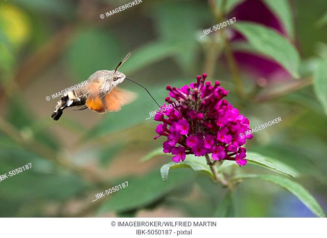 Hummingbird hawk-moth (Macroglossum stellatarum), flying, collects nectar butterfly-bush (Buddleja davidii)
