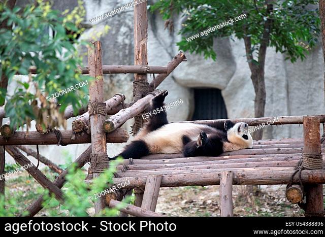 giant panda in chengdu wild zoo