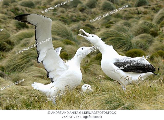 Southern Royal Albatrosses (Diomedea epomophora) displaying at courtship in grass, sub-antarctic Campbell island, New Zealand