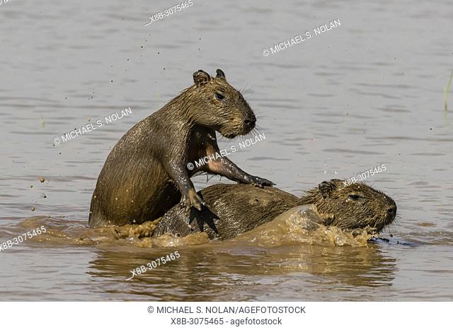 Young capybaras, Hydrochoerus hydrochaeris, at play, Porto Jofre, Mato Grosso, Pantanal, Brazil