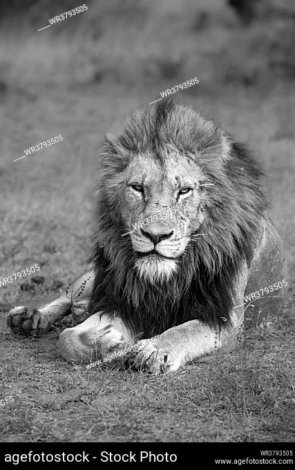 A male lion, Panthera leo, lies in the the grass, head up, direct gaze