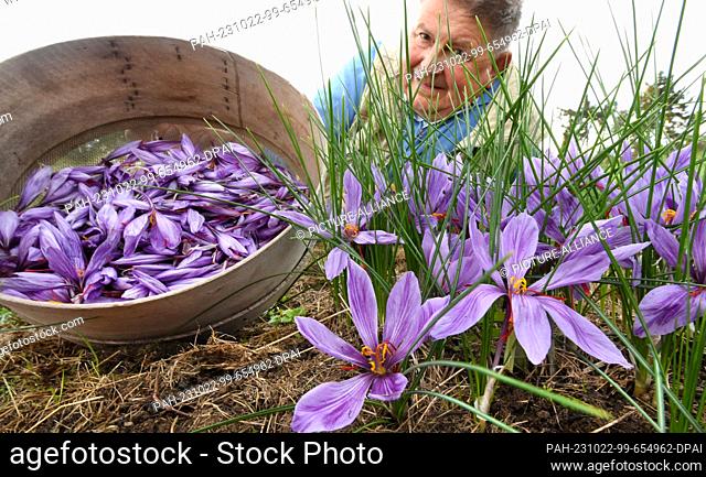 PRODUCTION - 17 October 2023, Saxony, Döbrichau: Harald Alex harvests the first purple-flowering saffron crocuses (Crocus sativus) on his garden plot in...