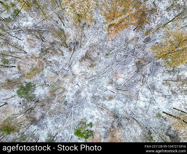 28 November 2023, Brandenburg, Petersdorf: A little snow lies in a forest in the east of the state of Brandenburg (aerial view with a drone)